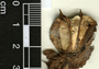 Gossypium hirsutum var. marie-galante (Watt) J. B. Hutch., Mexico, N. D. Herrera Castro 191, F
